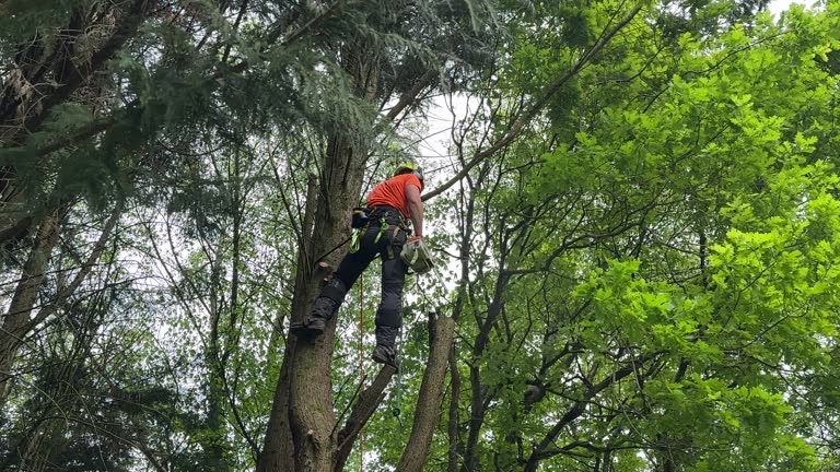 How Our Tree Care Process Works  in North Grosvenor Dale, CT